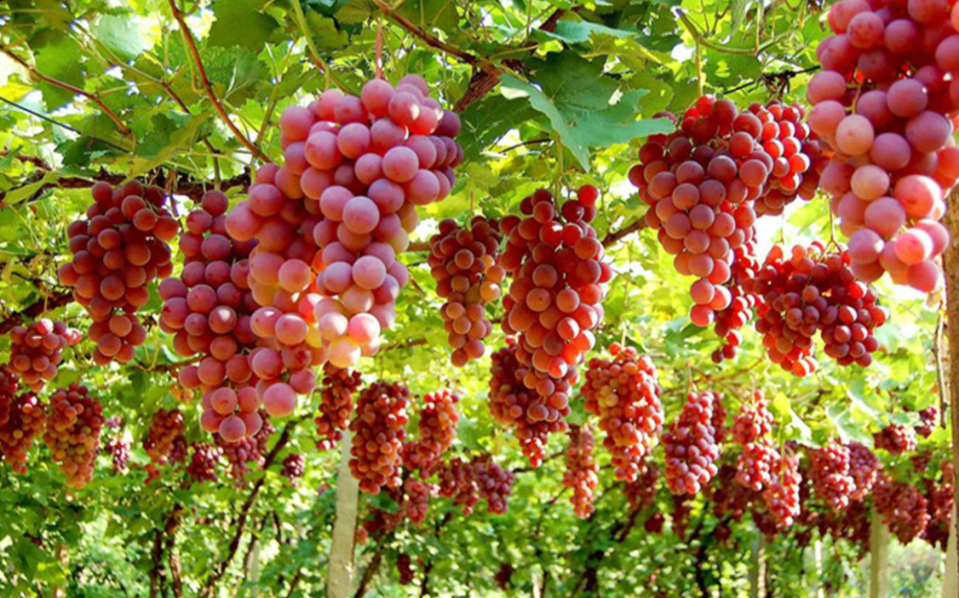 Why Food Is A Highlight of Any Group Tour to Xinjiang?